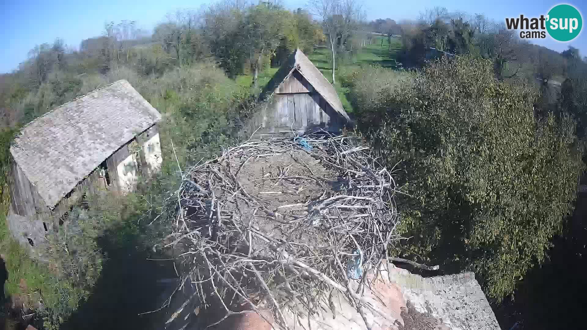 Live webcam European stork village – Lonjsko polje Nature Park