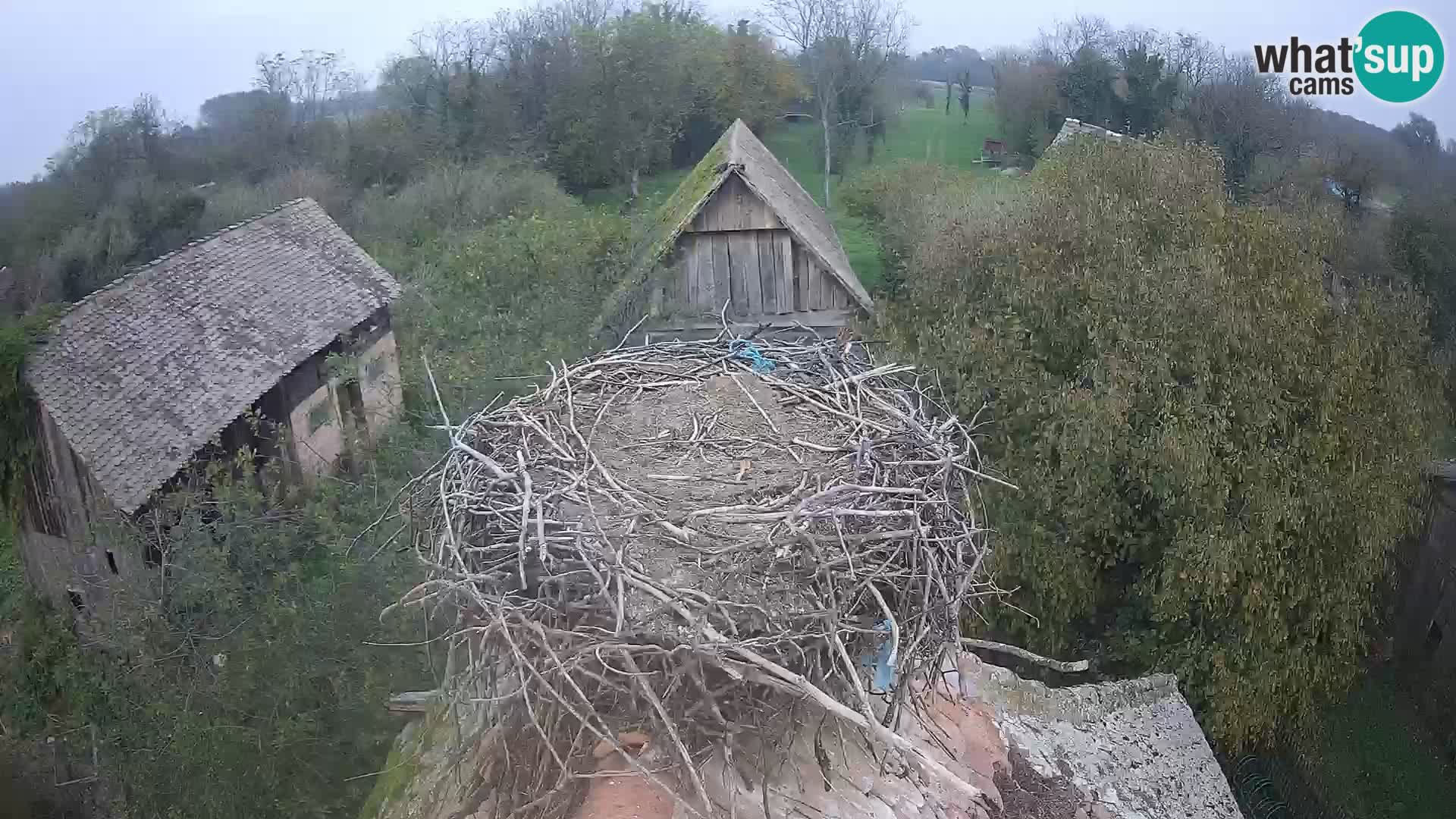 Village européen de cigognes webcam Parc naturel de Lonjsko polje