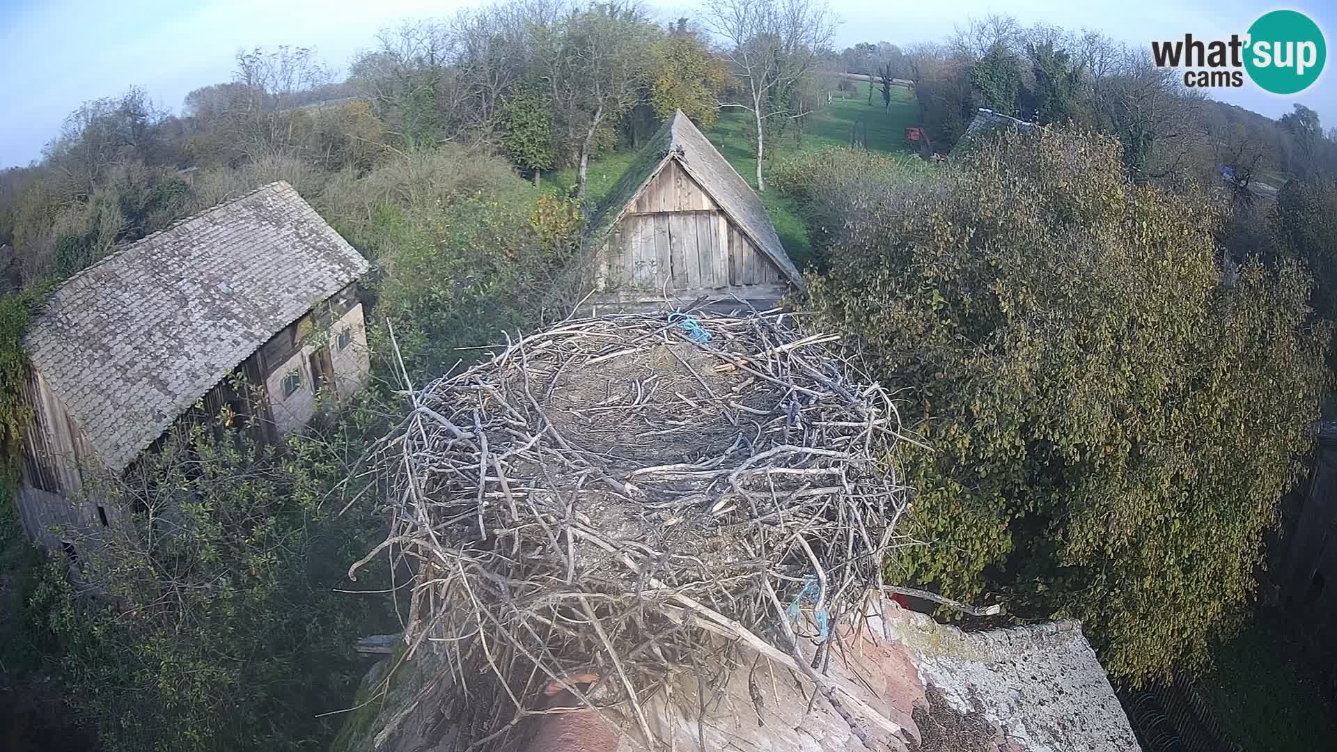 Webcam Europäisches Storchendorf – Naturpark Lonjsko polje