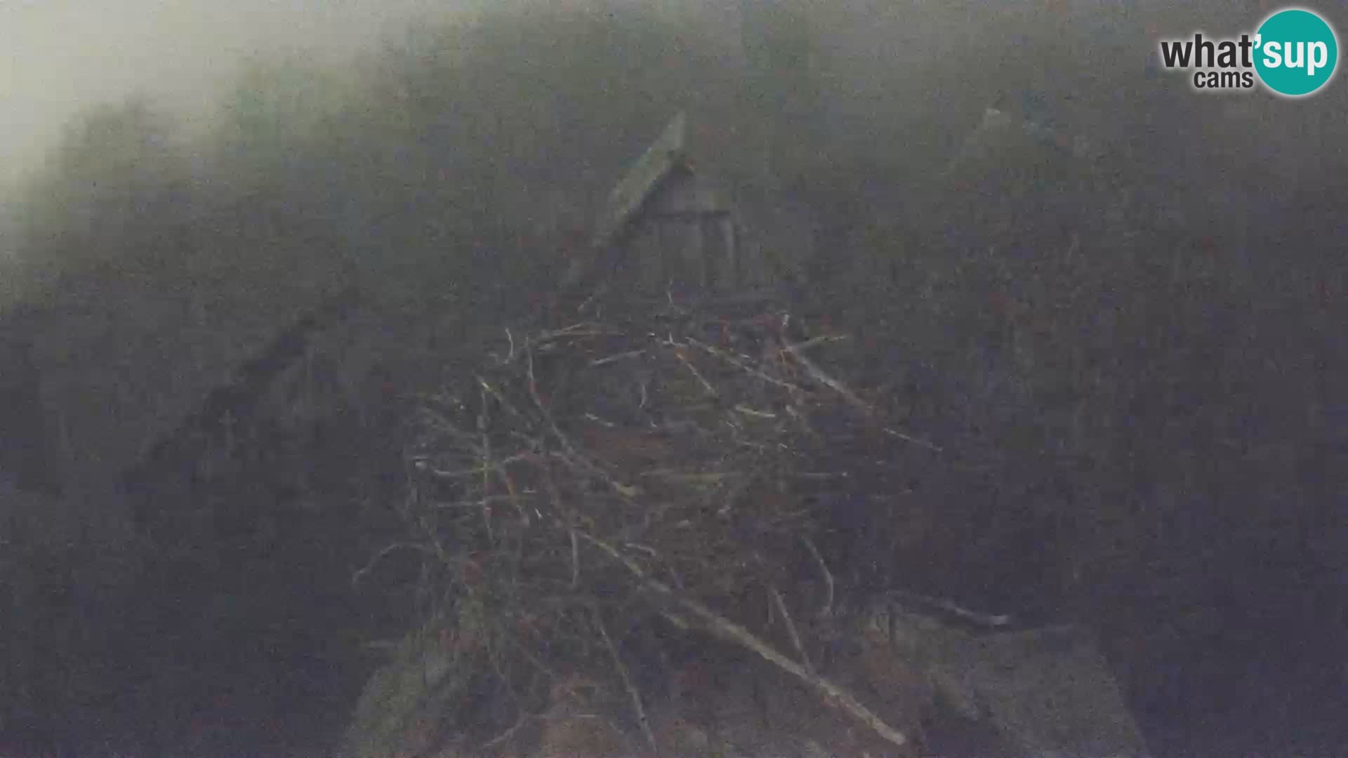 Live webcam European stork village – Lonjsko polje Nature Park