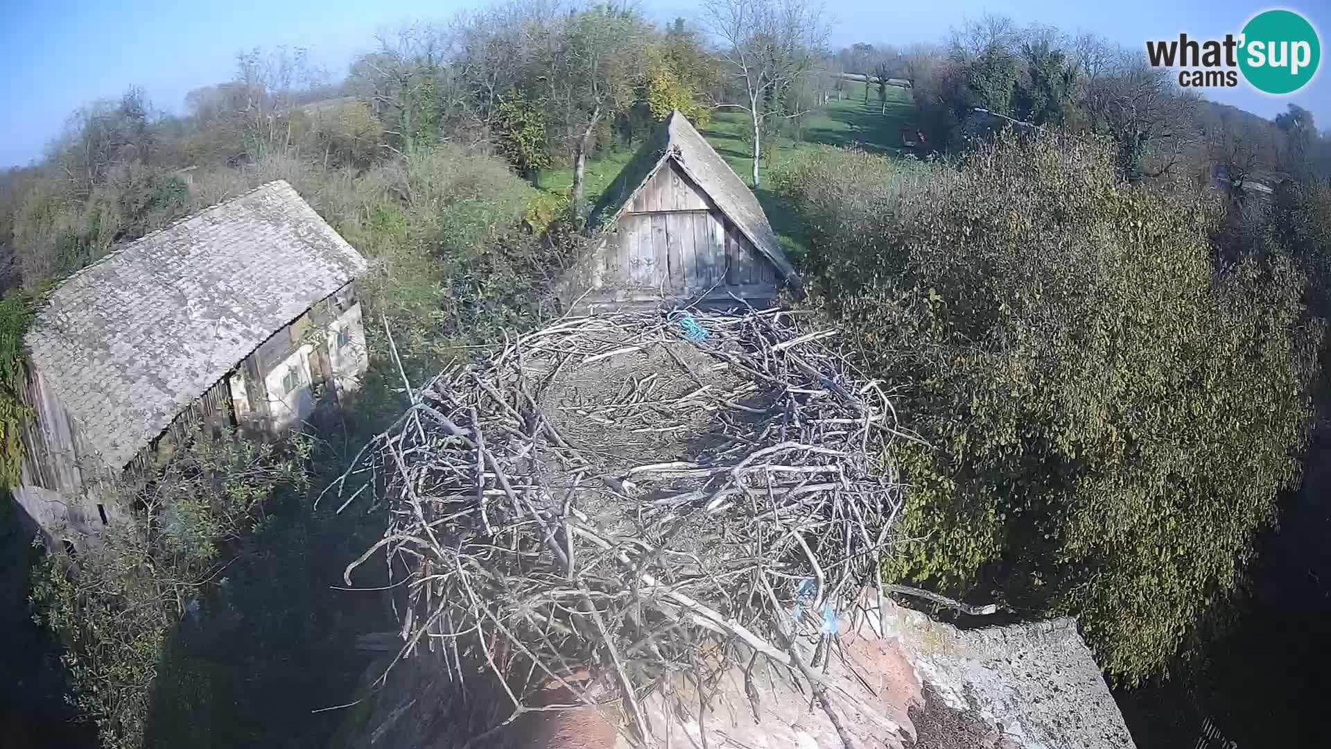 Village européen de cigognes webcam Parc naturel de Lonjsko polje