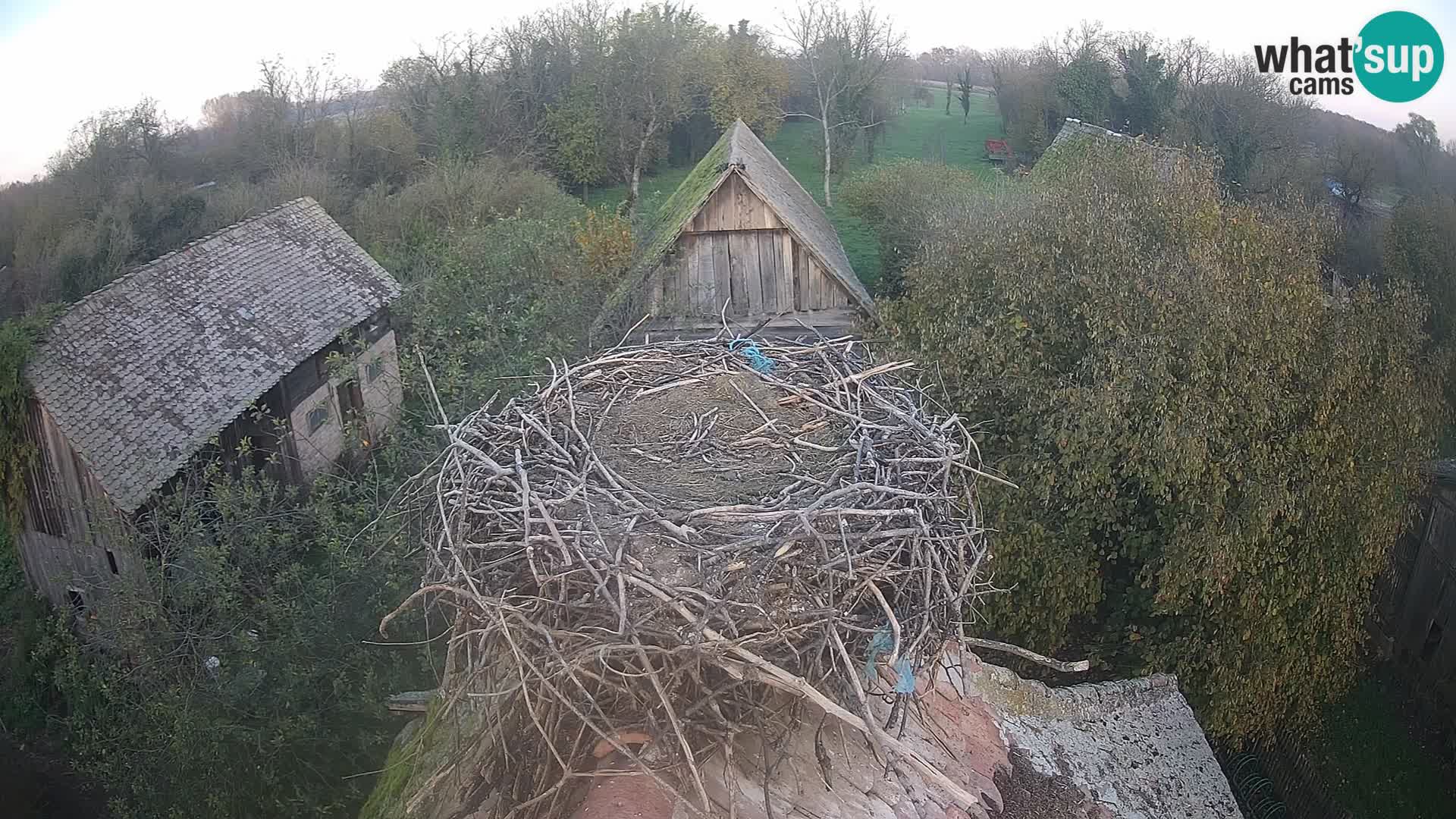 Webcam Europäisches Storchendorf – Naturpark Lonjsko polje