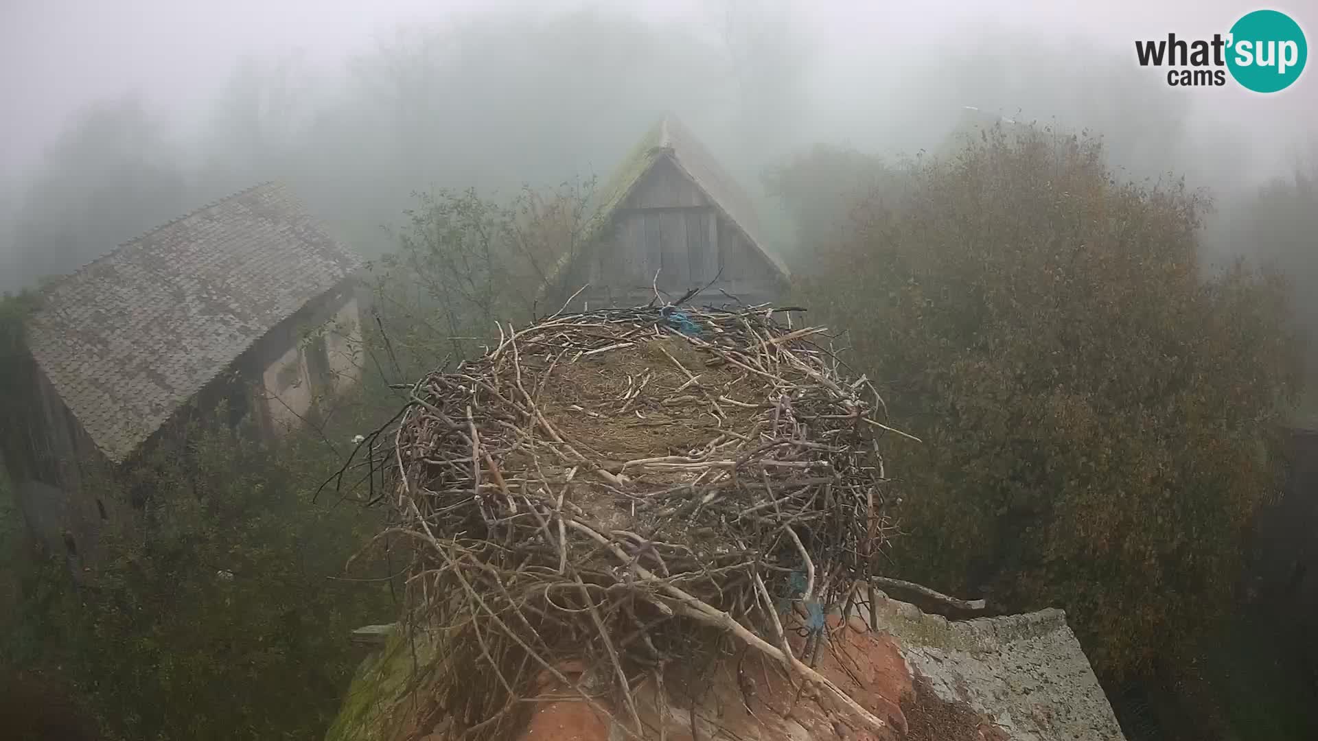 Live webcam European stork village – Lonjsko polje Nature Park