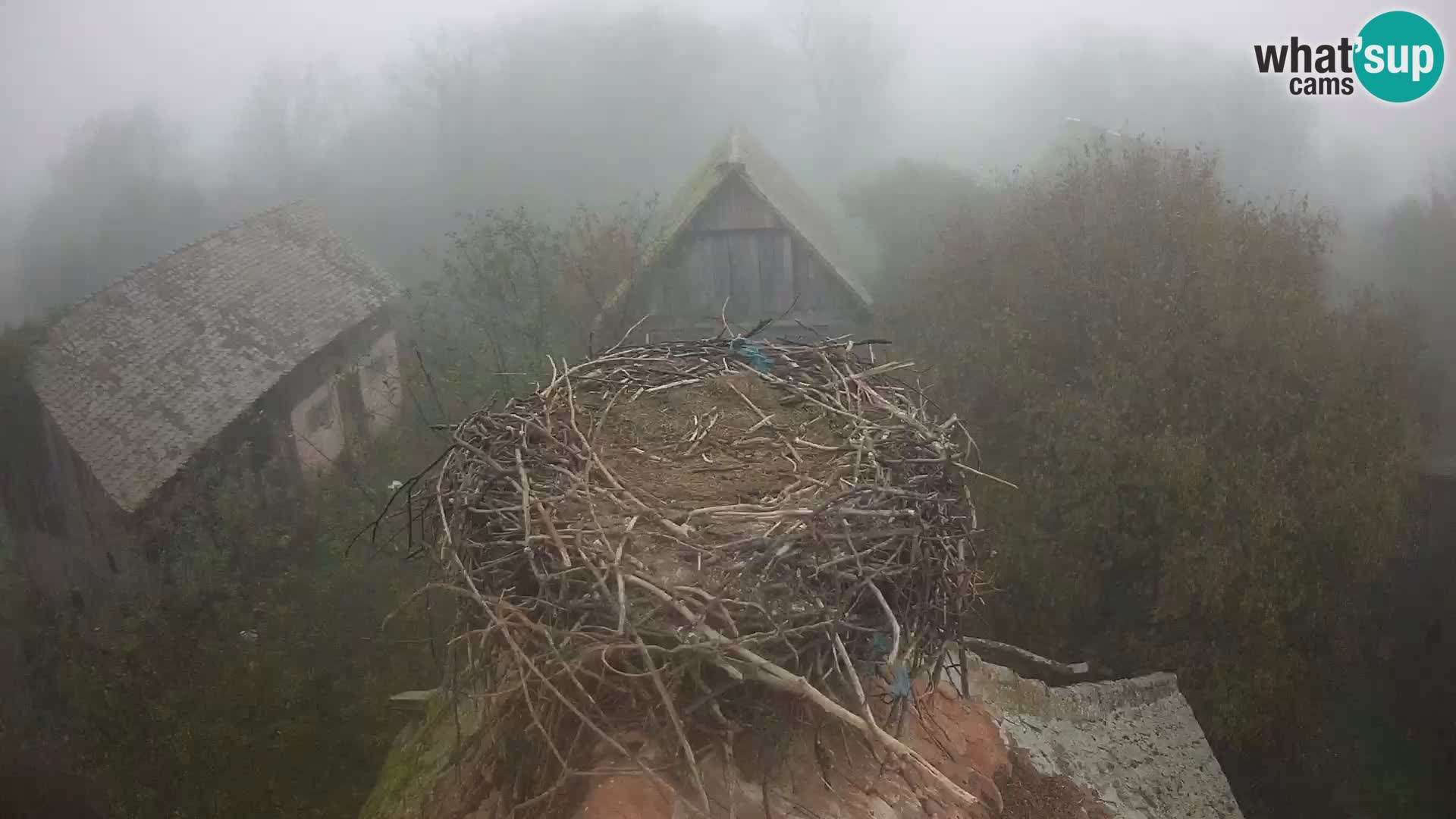 Villaggio delle cicogne europee webcam Parco naturale di Lonjsko polje