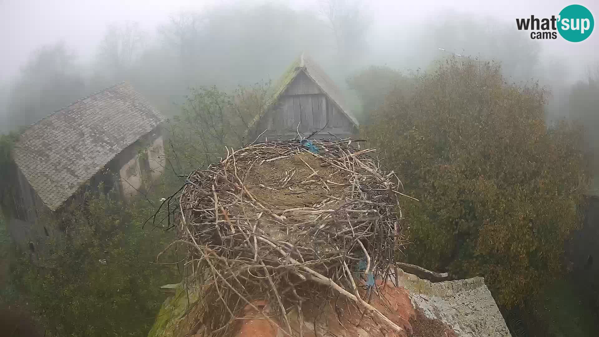 Webcam Europäisches Storchendorf – Naturpark Lonjsko polje