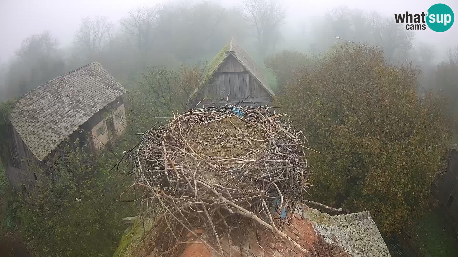 Village européen de cigognes webcam Parc naturel de Lonjsko polje