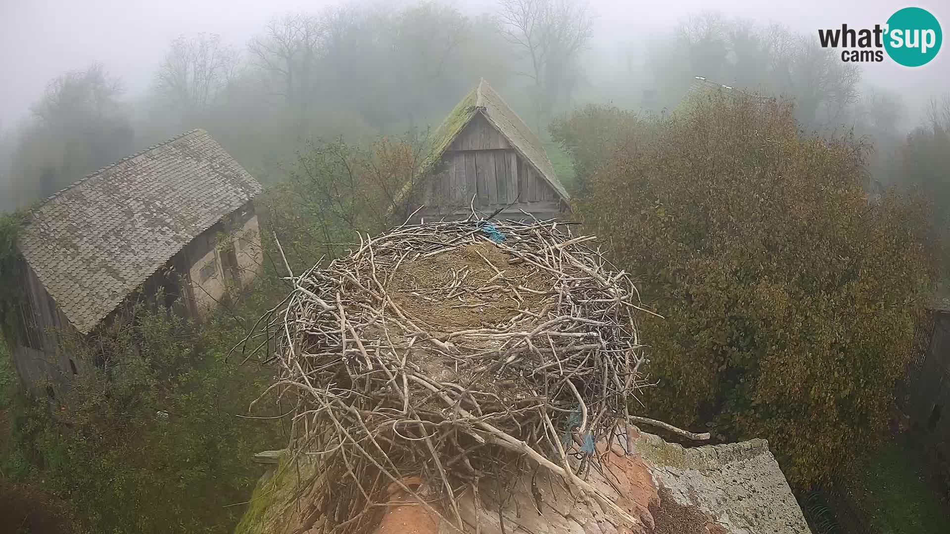 Webcam Europäisches Storchendorf – Naturpark Lonjsko polje