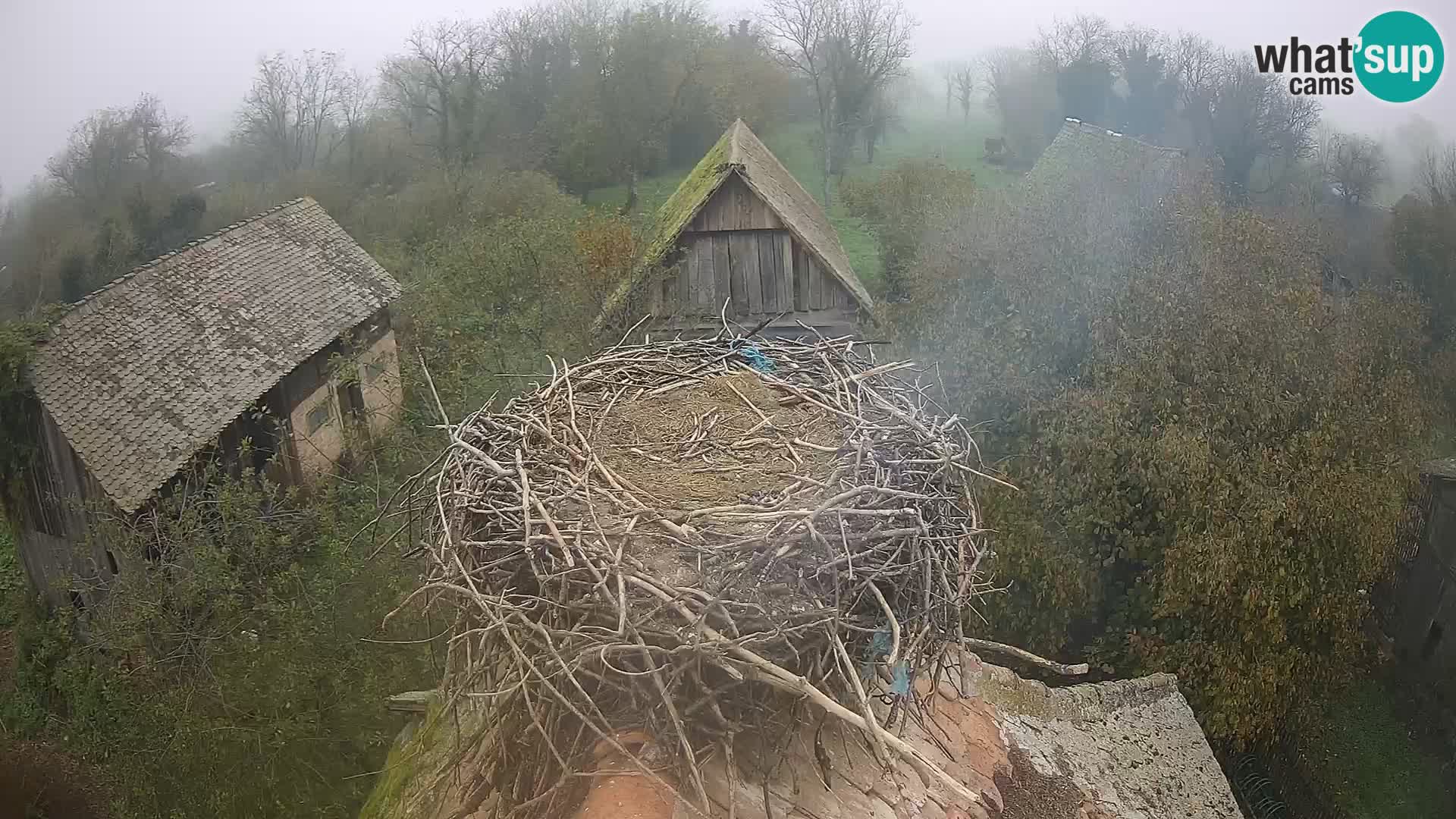 Pueblo europeo de cigüeñas camera en vivo Parque Natural Lonjsko polje