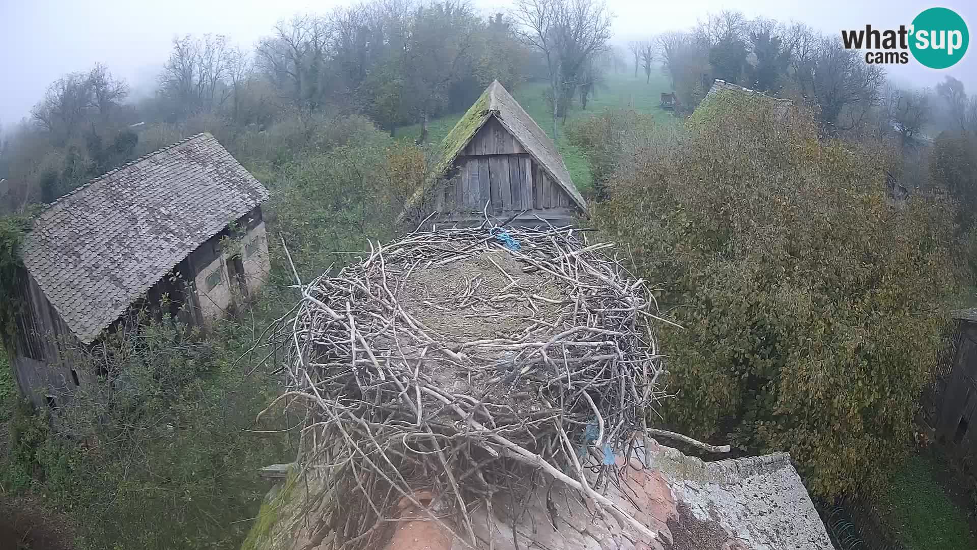 Villaggio delle cicogne europee webcam Parco naturale di Lonjsko polje