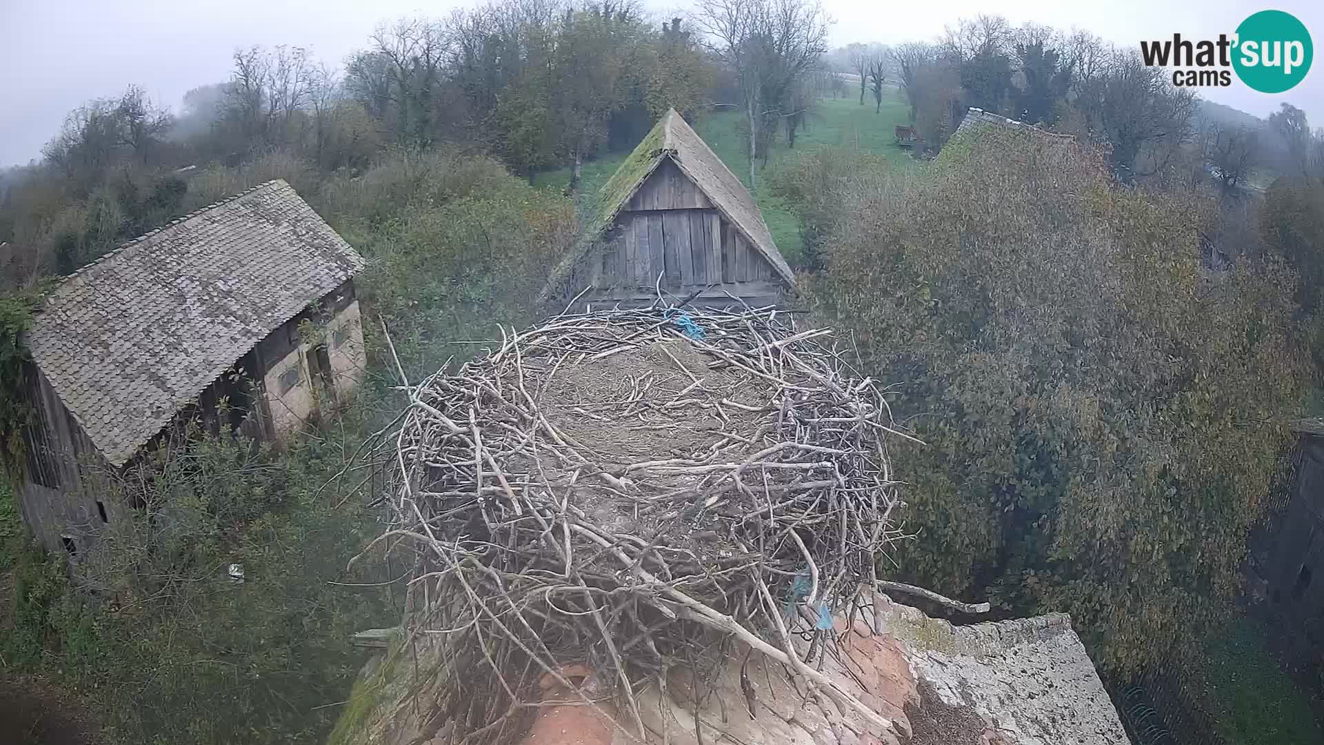 Live webcam European stork village – Lonjsko polje Nature Park