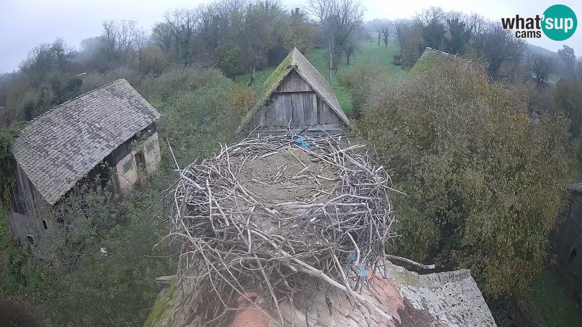 Pueblo europeo de cigüeñas camera en vivo Parque Natural Lonjsko polje