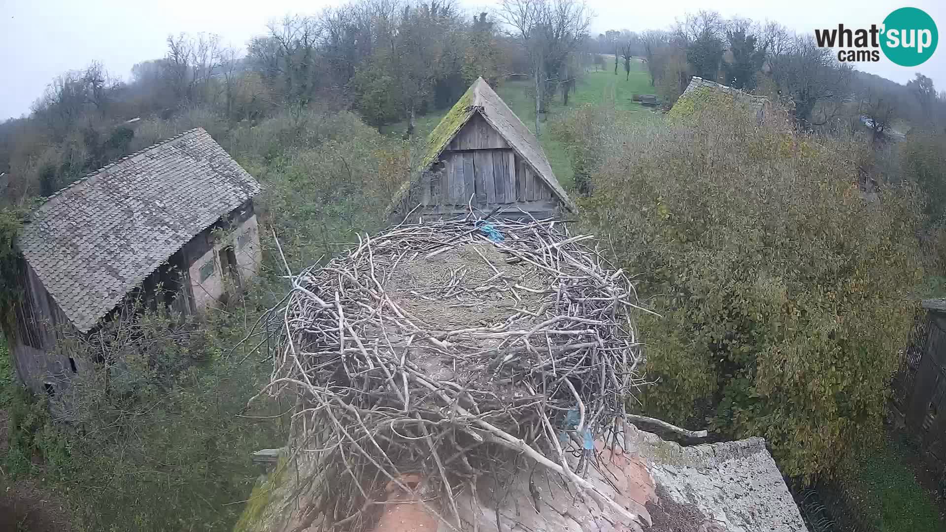 Pueblo europeo de cigüeñas camera en vivo Parque Natural Lonjsko polje