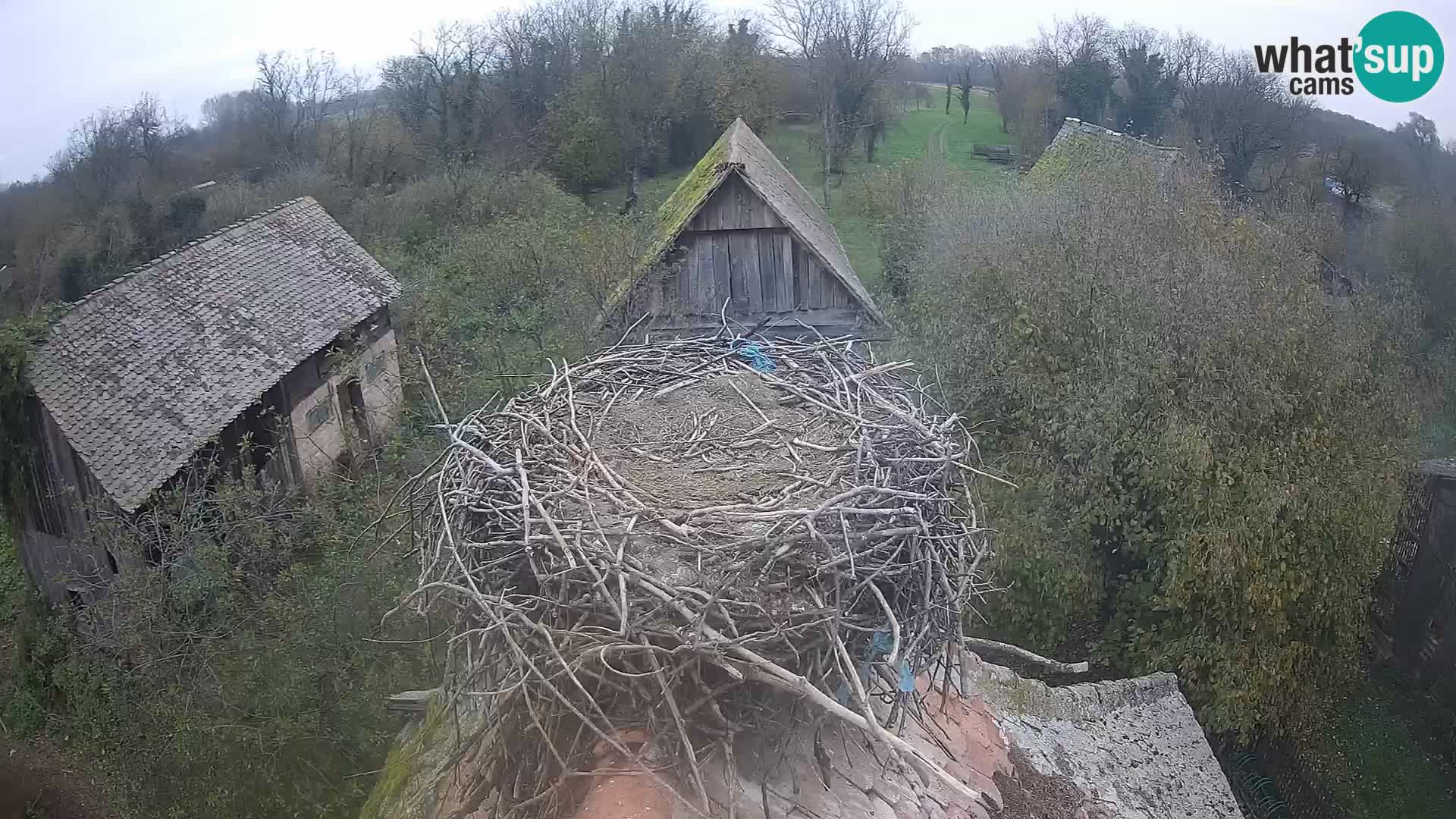 Pueblo europeo de cigüeñas camera en vivo Parque Natural Lonjsko polje