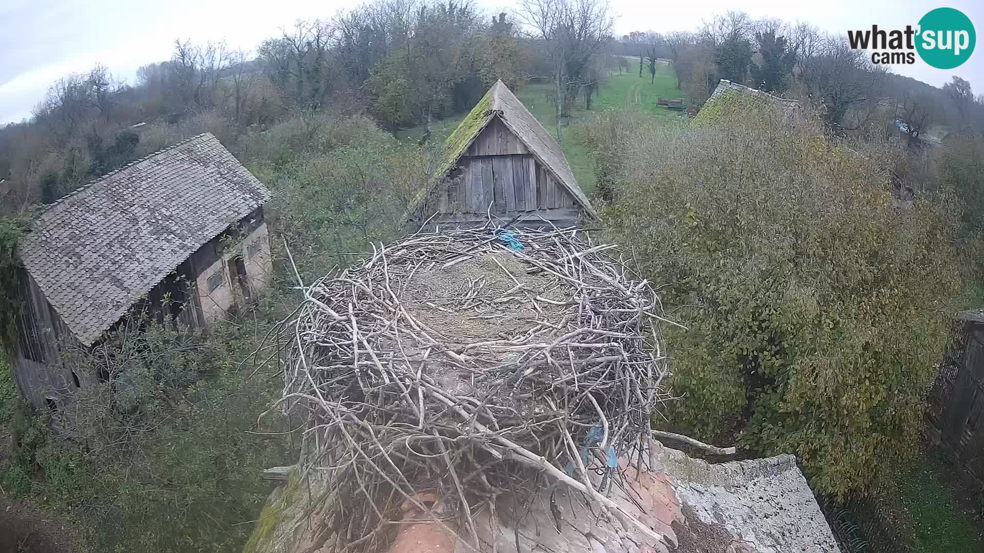 Pueblo europeo de cigüeñas camera en vivo Parque Natural Lonjsko polje