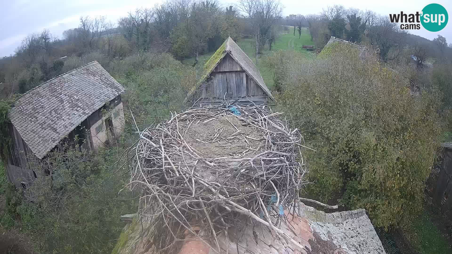 Villaggio delle cicogne europee webcam Parco naturale di Lonjsko polje