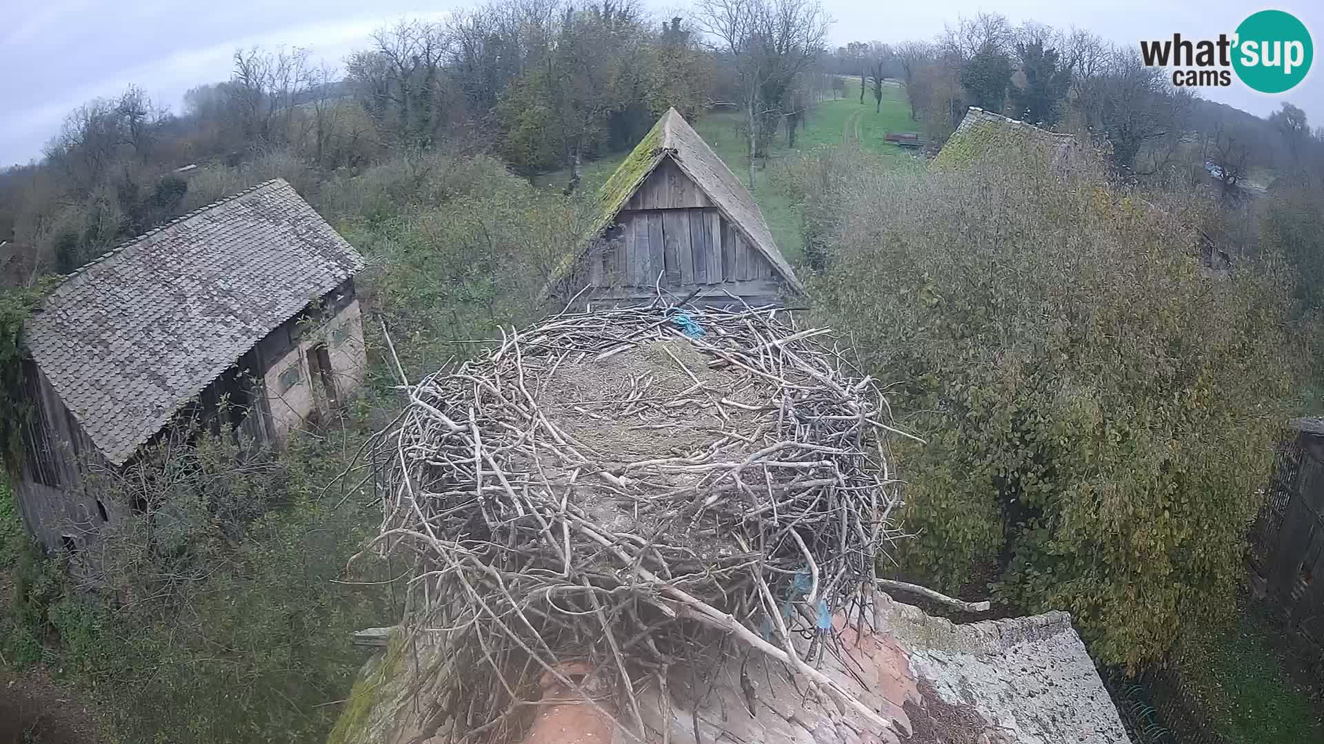 Pueblo europeo de cigüeñas camera en vivo Parque Natural Lonjsko polje