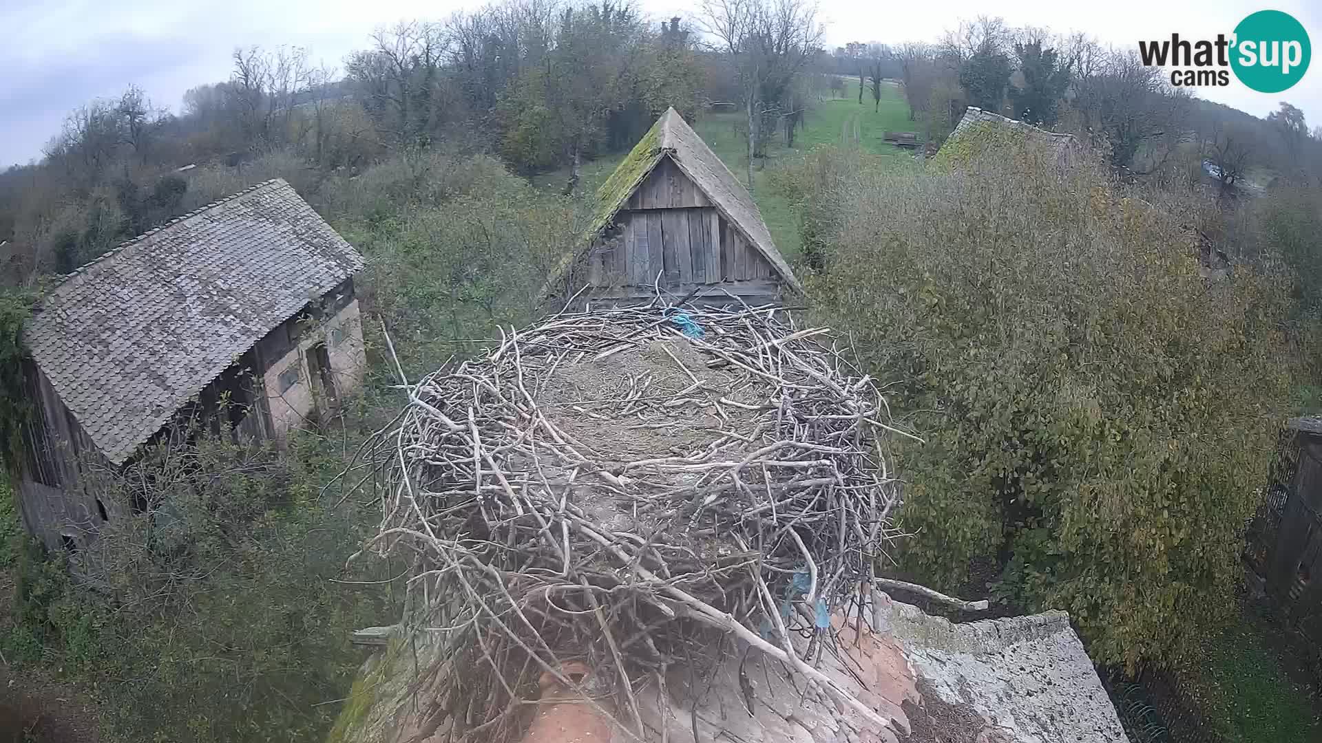 Villaggio delle cicogne europee webcam Parco naturale di Lonjsko polje