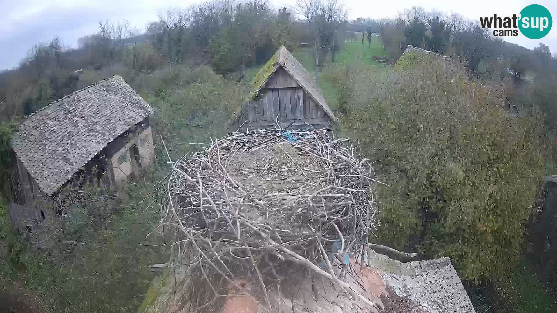 Villaggio delle cicogne europee webcam Parco naturale di Lonjsko polje