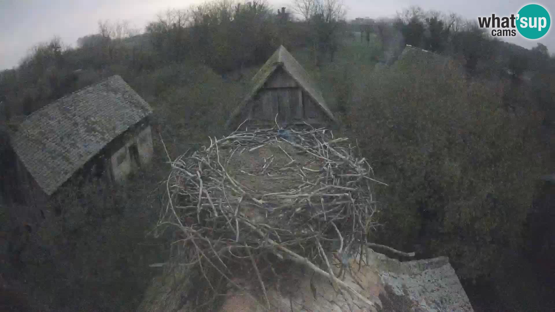 Pueblo europeo de cigüeñas camera en vivo Parque Natural Lonjsko polje