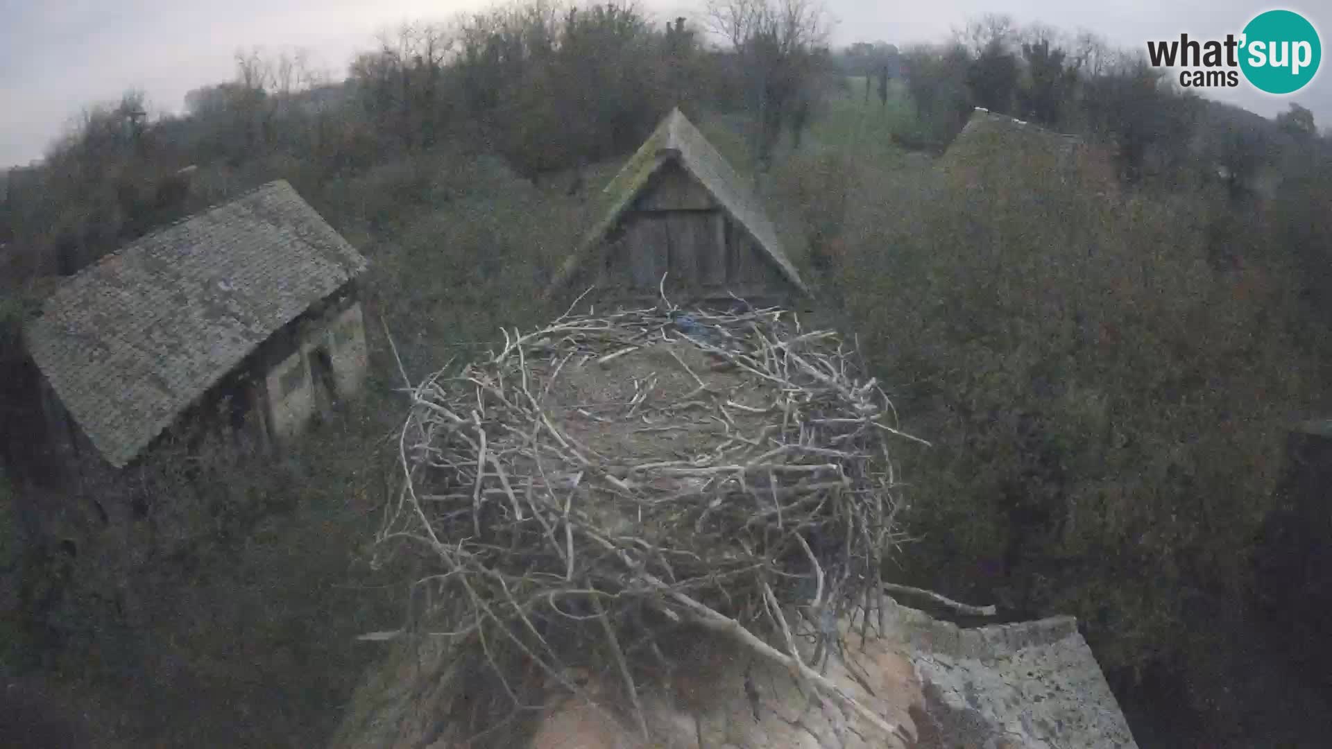 Pueblo europeo de cigüeñas camera en vivo Parque Natural Lonjsko polje