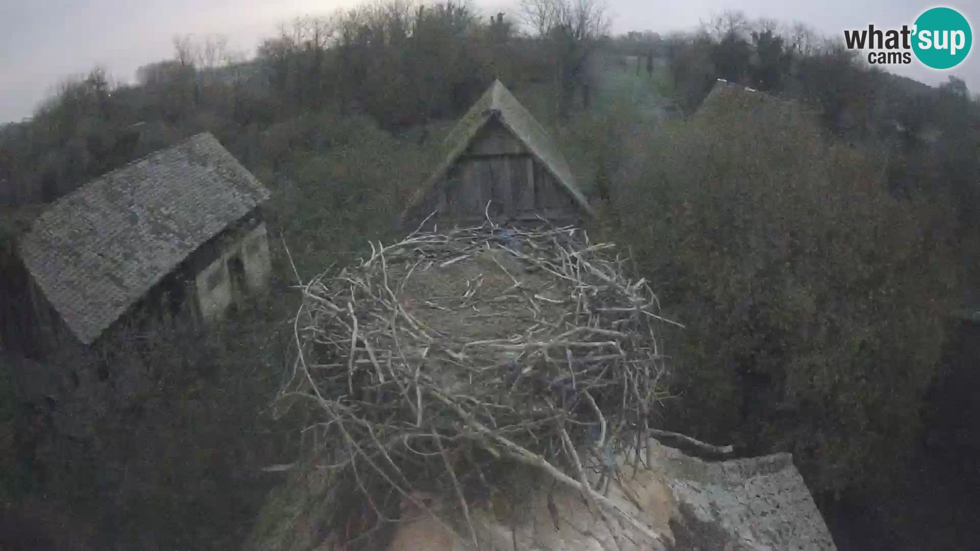 Webcam Europäisches Storchendorf – Naturpark Lonjsko polje