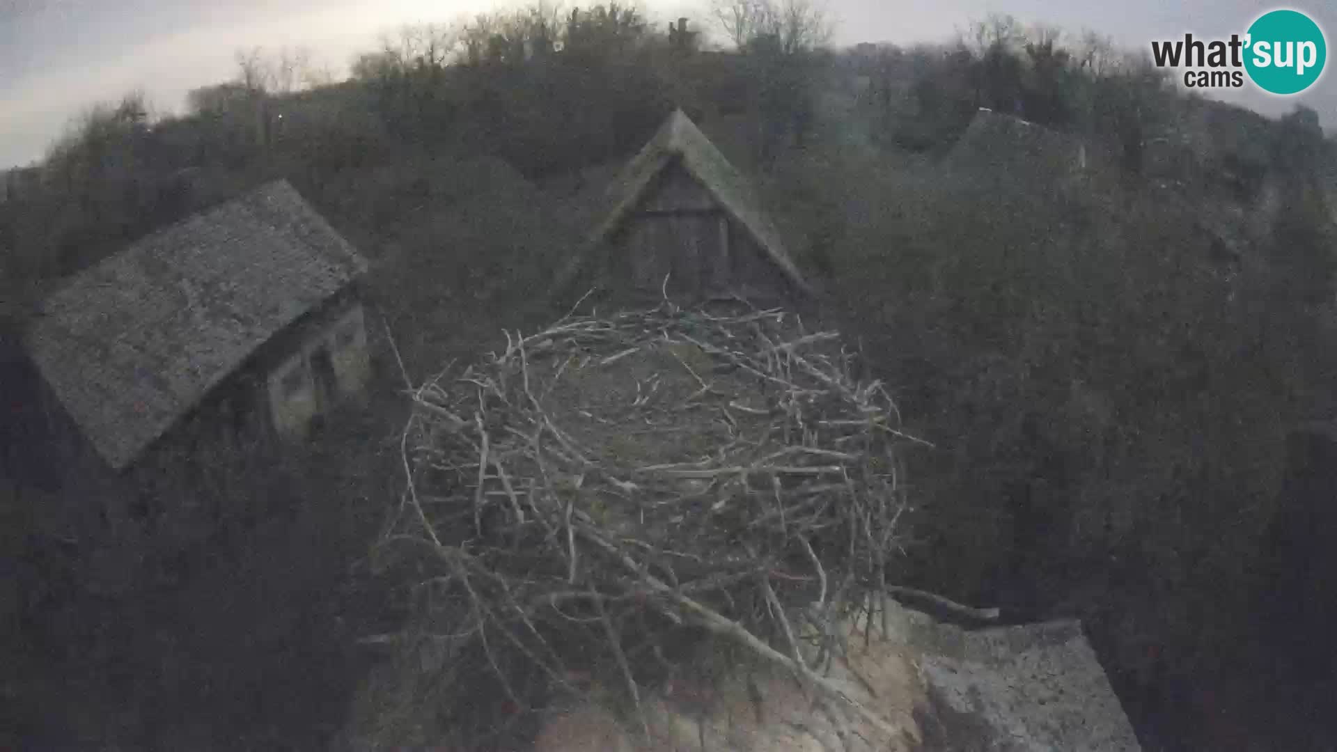 Pueblo europeo de cigüeñas camera en vivo Parque Natural Lonjsko polje