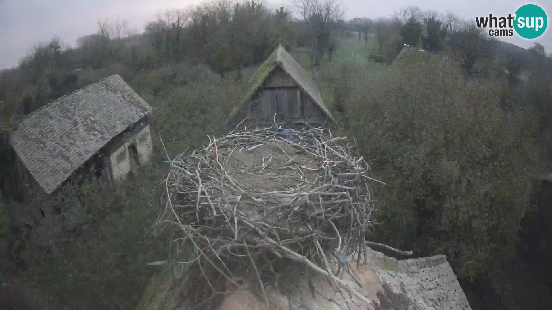 Villaggio delle cicogne europee webcam Parco naturale di Lonjsko polje