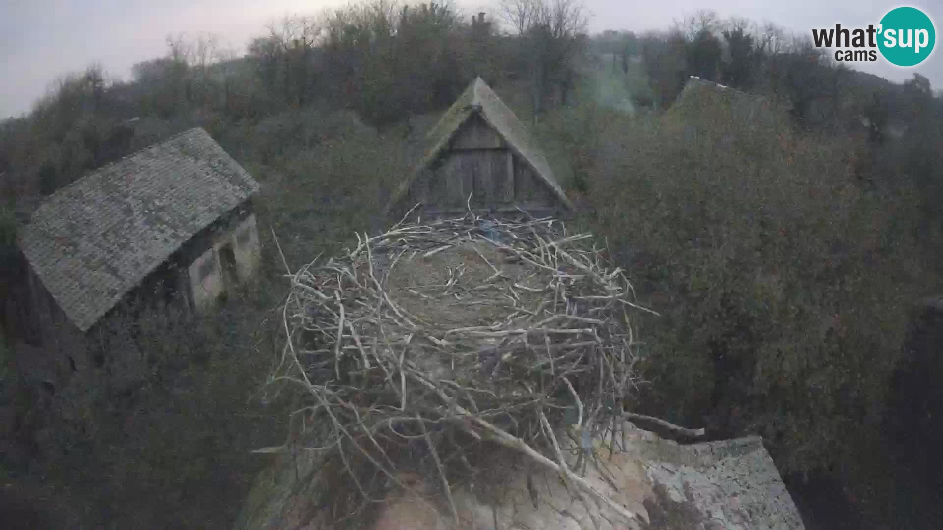 Pueblo europeo de cigüeñas camera en vivo Parque Natural Lonjsko polje