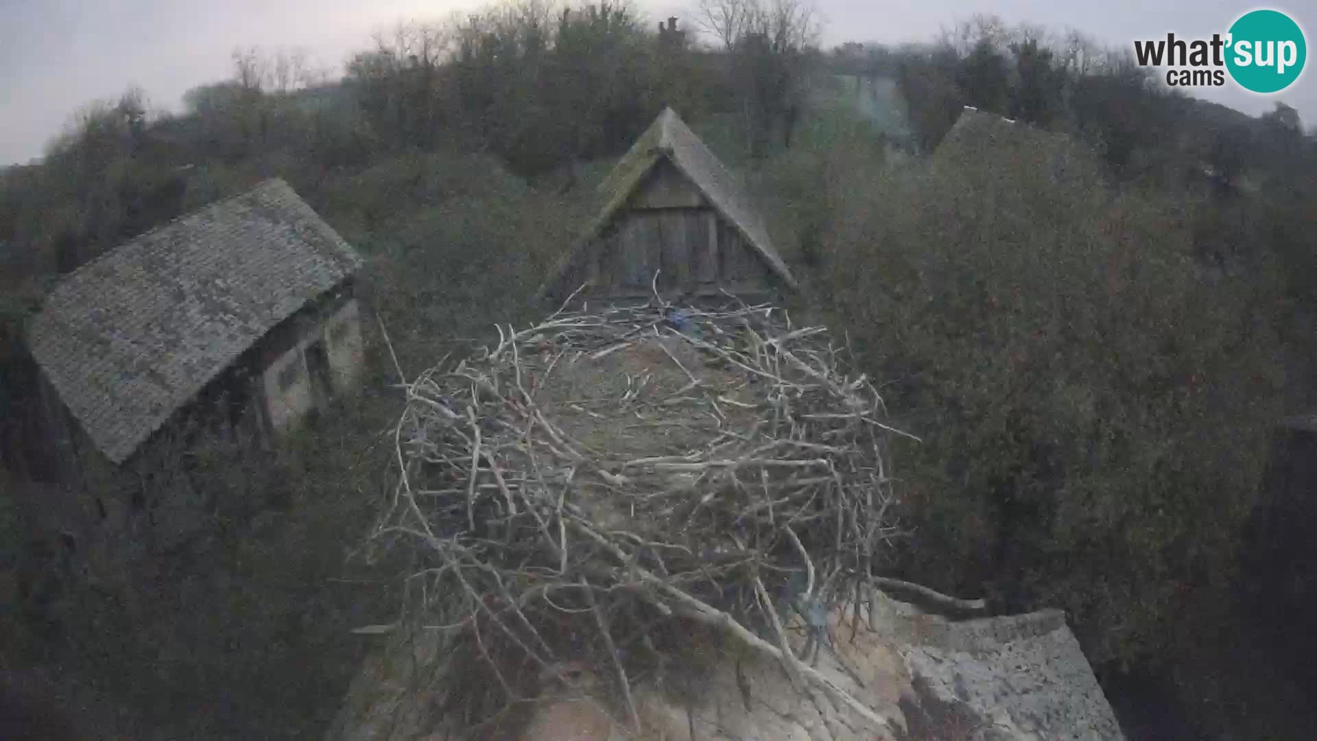 Pueblo europeo de cigüeñas camera en vivo Parque Natural Lonjsko polje