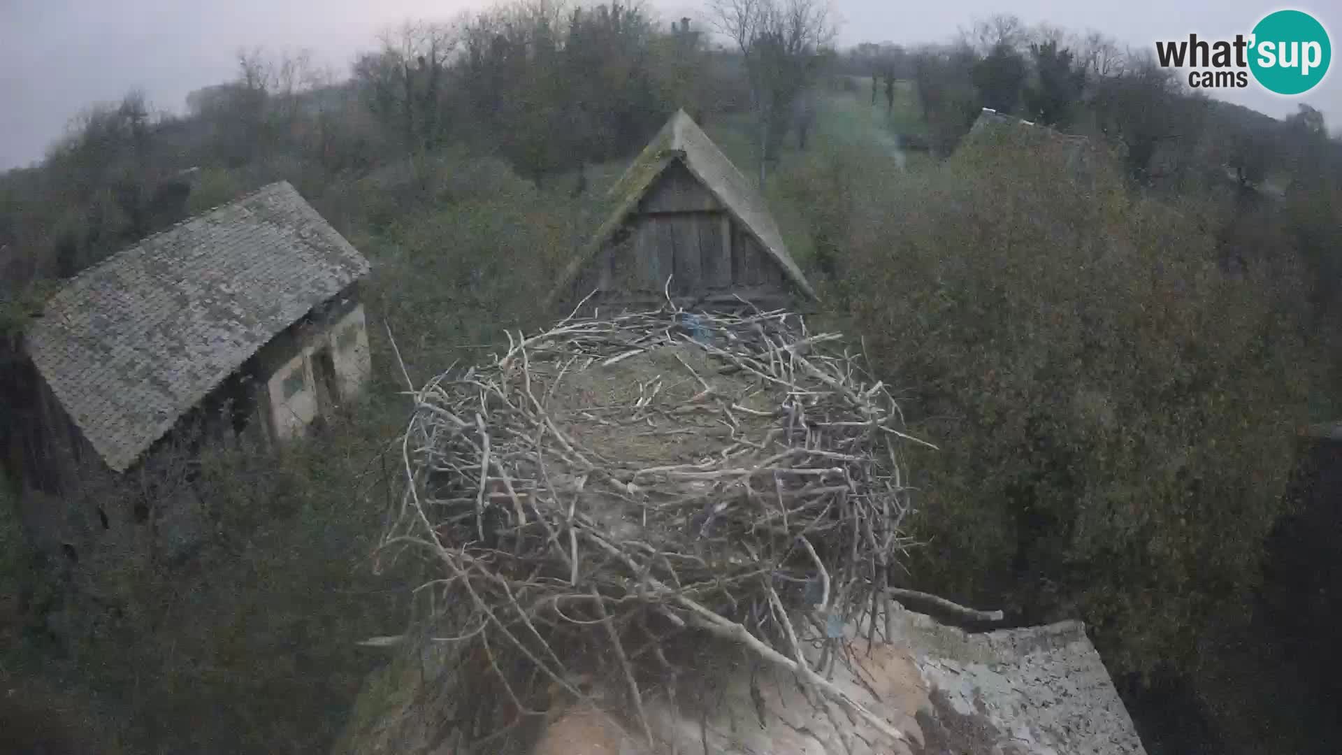 Pueblo europeo de cigüeñas camera en vivo Parque Natural Lonjsko polje