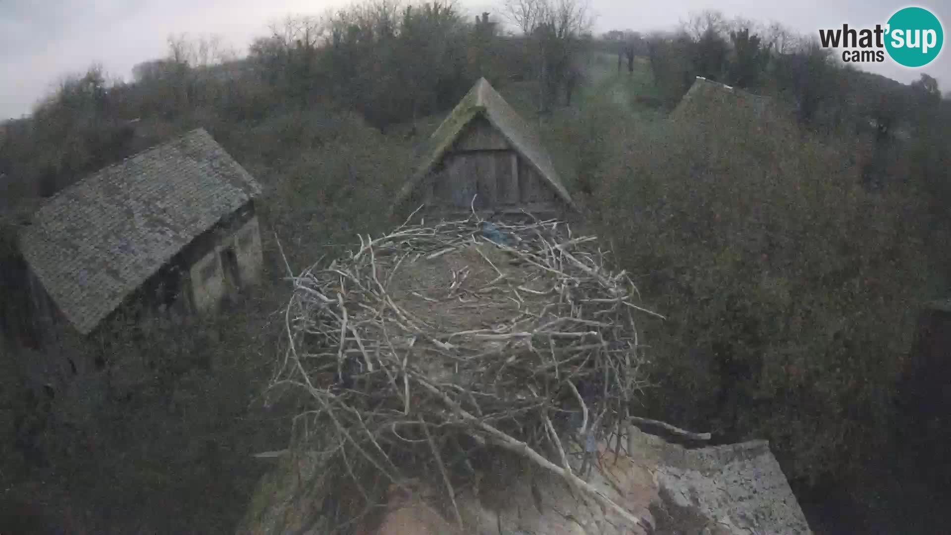 Villaggio delle cicogne europee webcam Parco naturale di Lonjsko polje