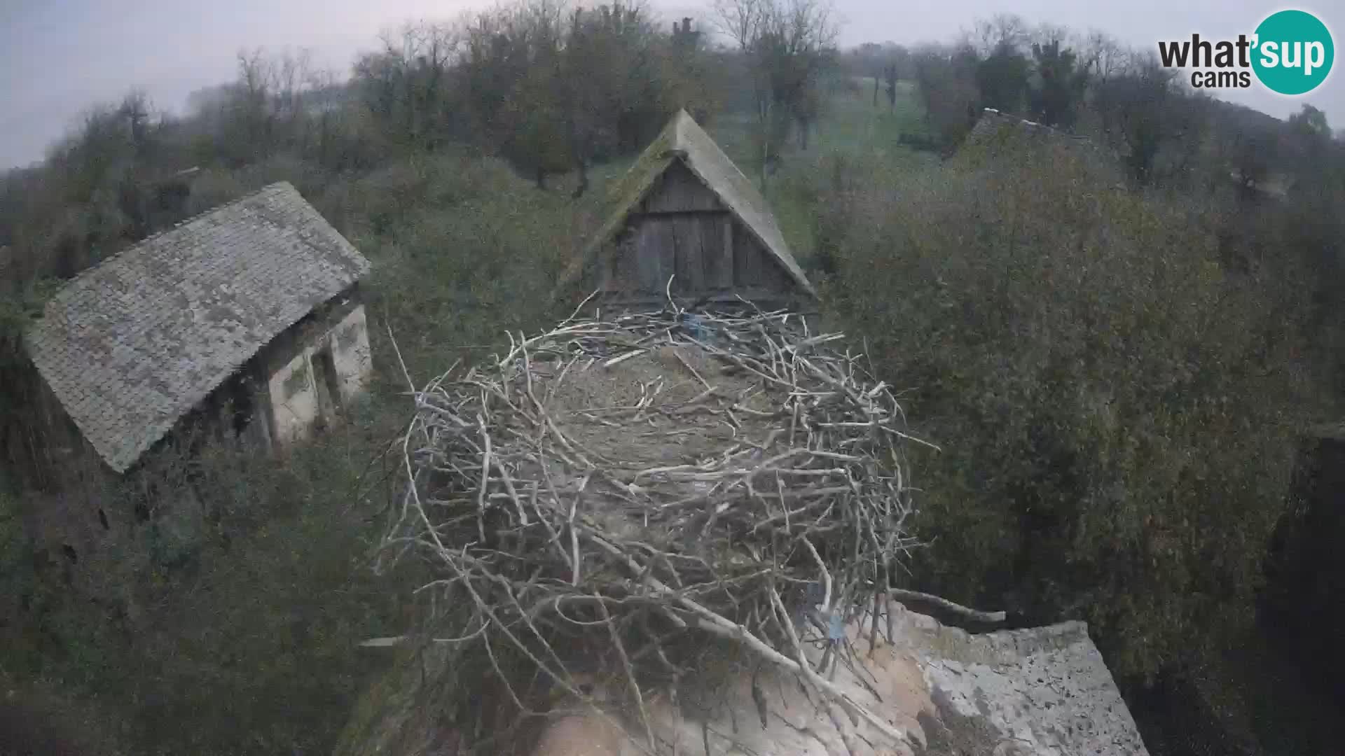 Pueblo europeo de cigüeñas camera en vivo Parque Natural Lonjsko polje