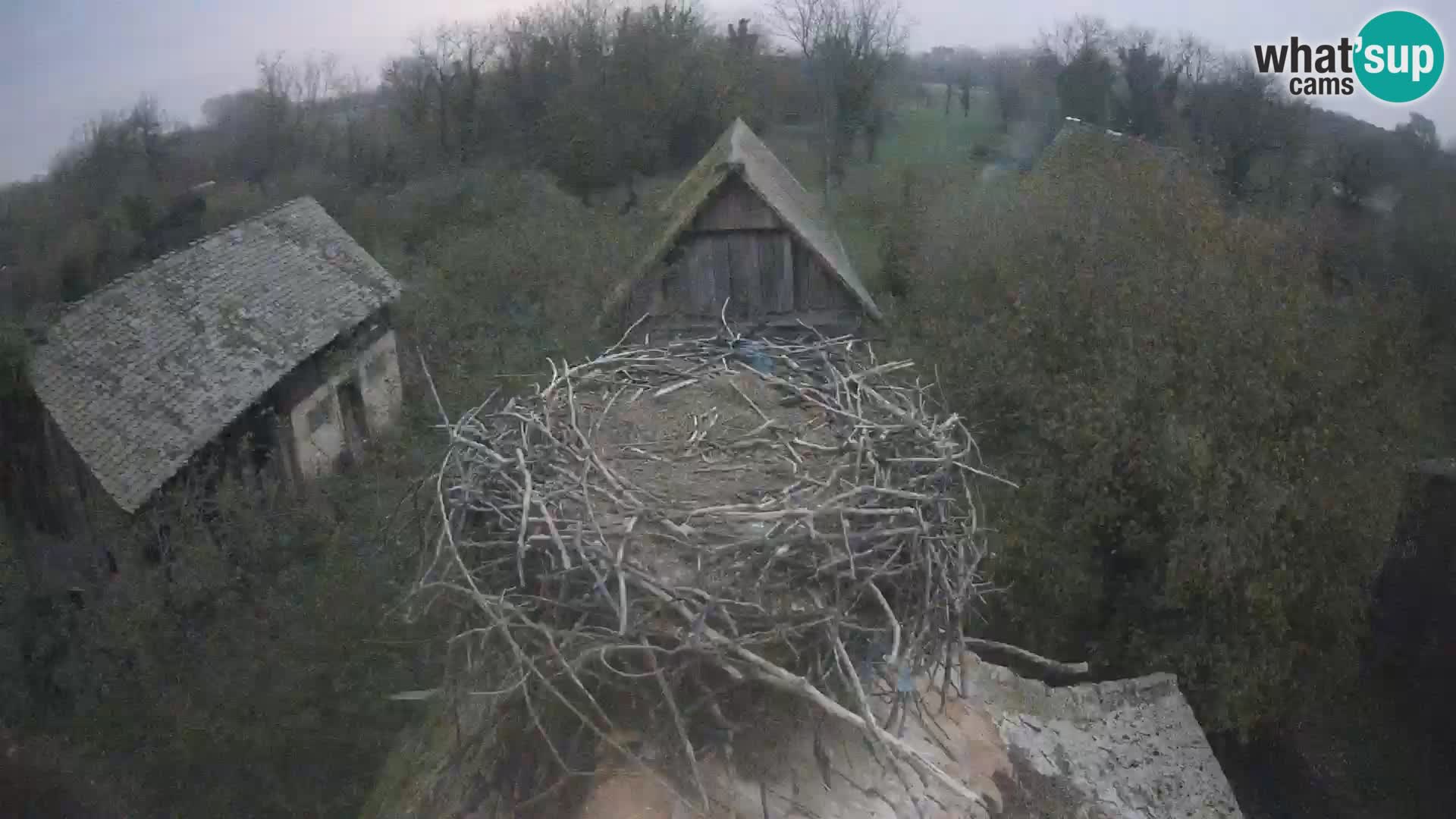 Villaggio delle cicogne europee webcam Parco naturale di Lonjsko polje