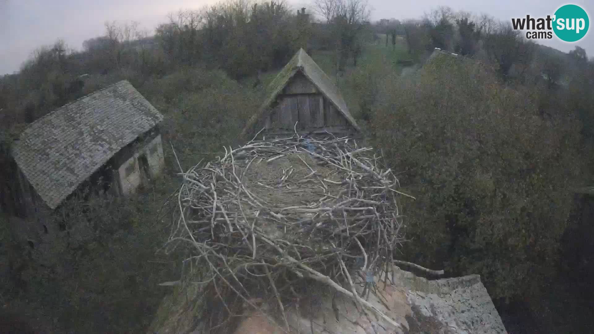 Villaggio delle cicogne europee webcam Parco naturale di Lonjsko polje