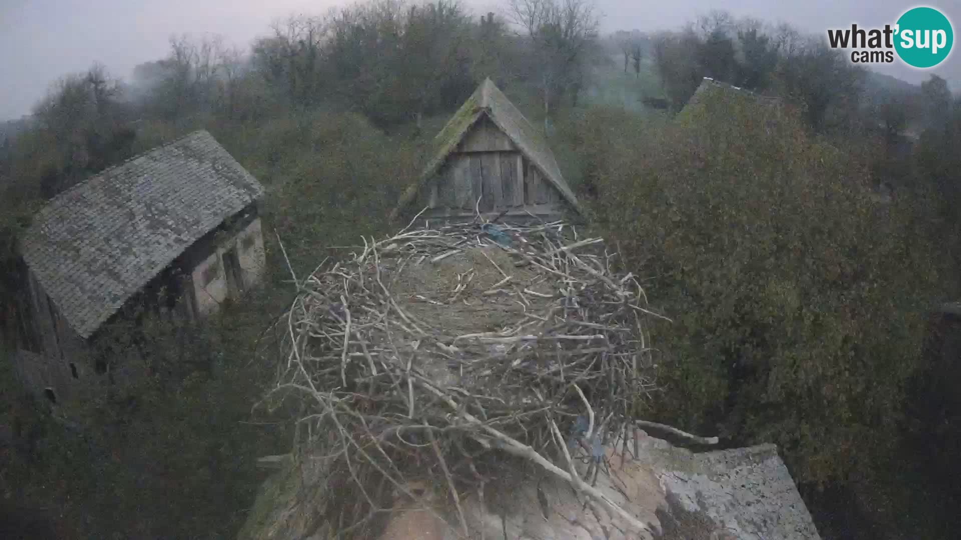 Villaggio delle cicogne europee webcam Parco naturale di Lonjsko polje