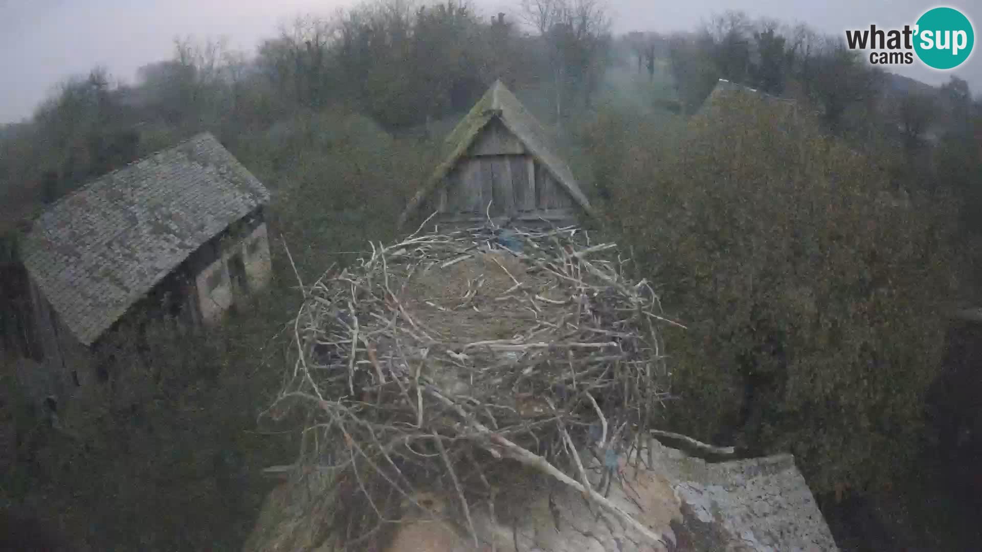 Webcam Europäisches Storchendorf – Naturpark Lonjsko polje