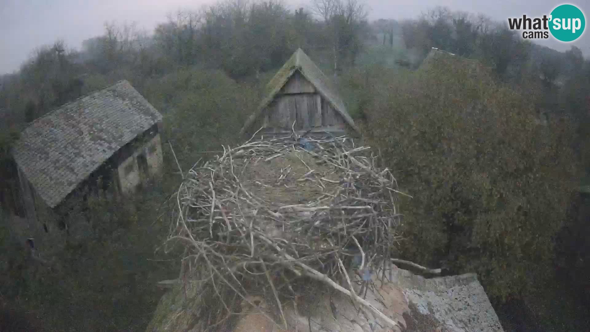 Pueblo europeo de cigüeñas camera en vivo Parque Natural Lonjsko polje