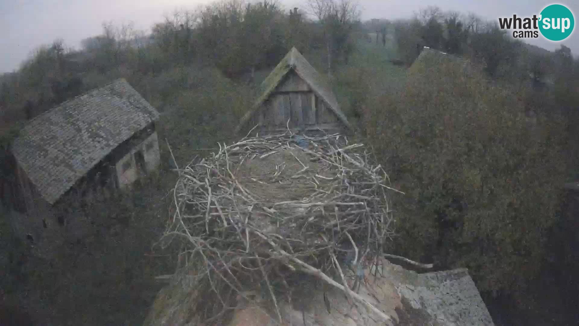 Webcam Europäisches Storchendorf – Naturpark Lonjsko polje