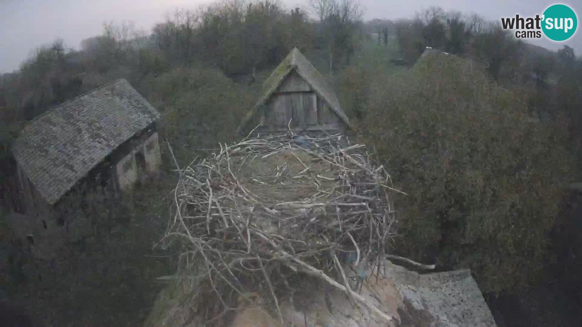 Pueblo europeo de cigüeñas camera en vivo Parque Natural Lonjsko polje