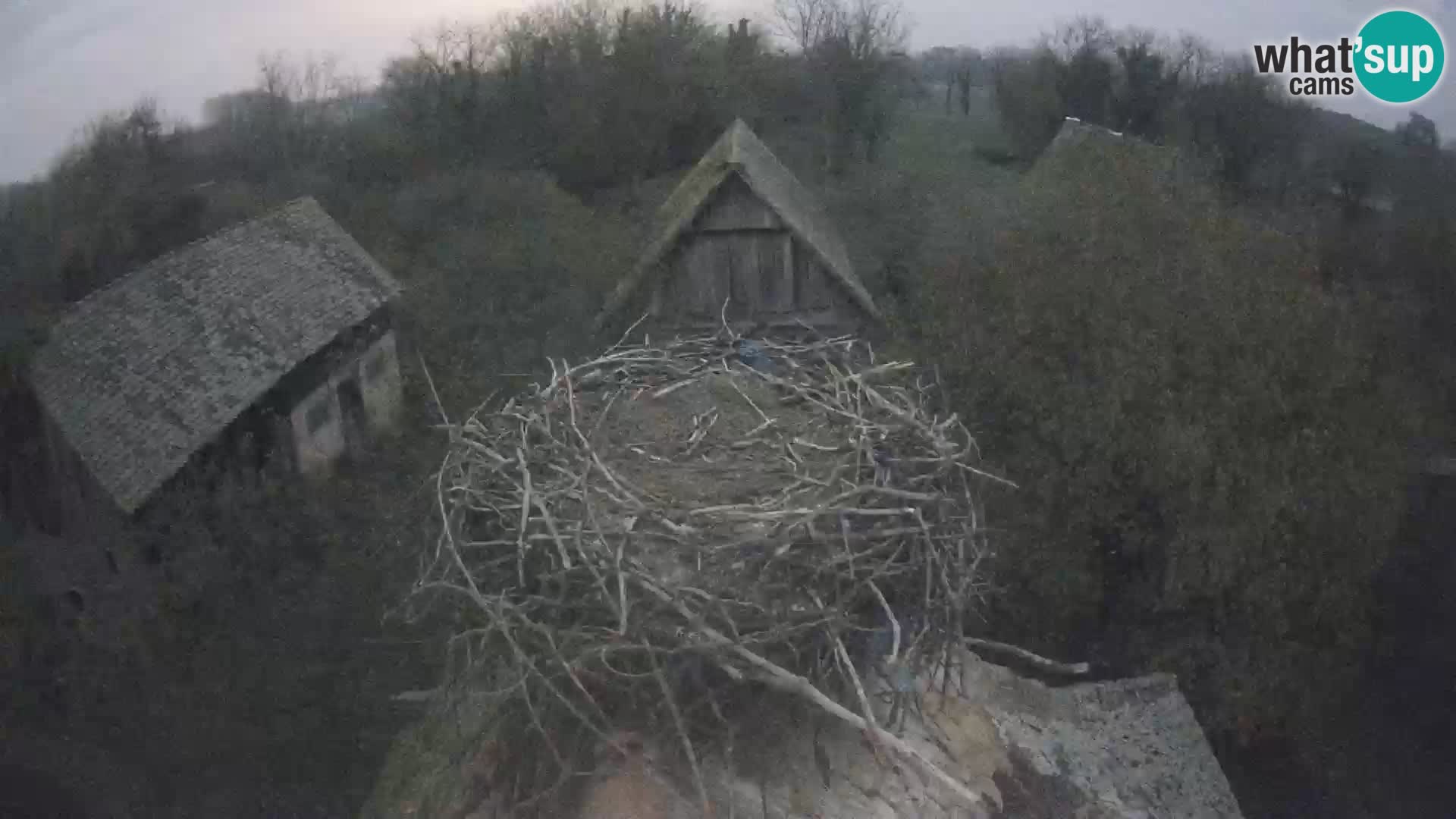 Pueblo europeo de cigüeñas camera en vivo Parque Natural Lonjsko polje