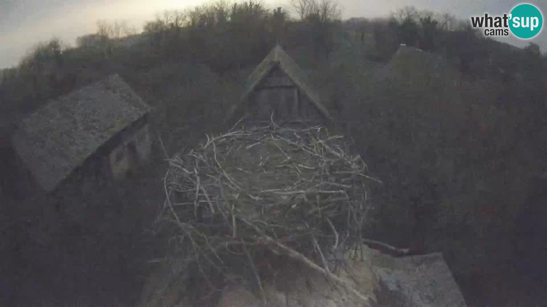 Pueblo europeo de cigüeñas camera en vivo Parque Natural Lonjsko polje