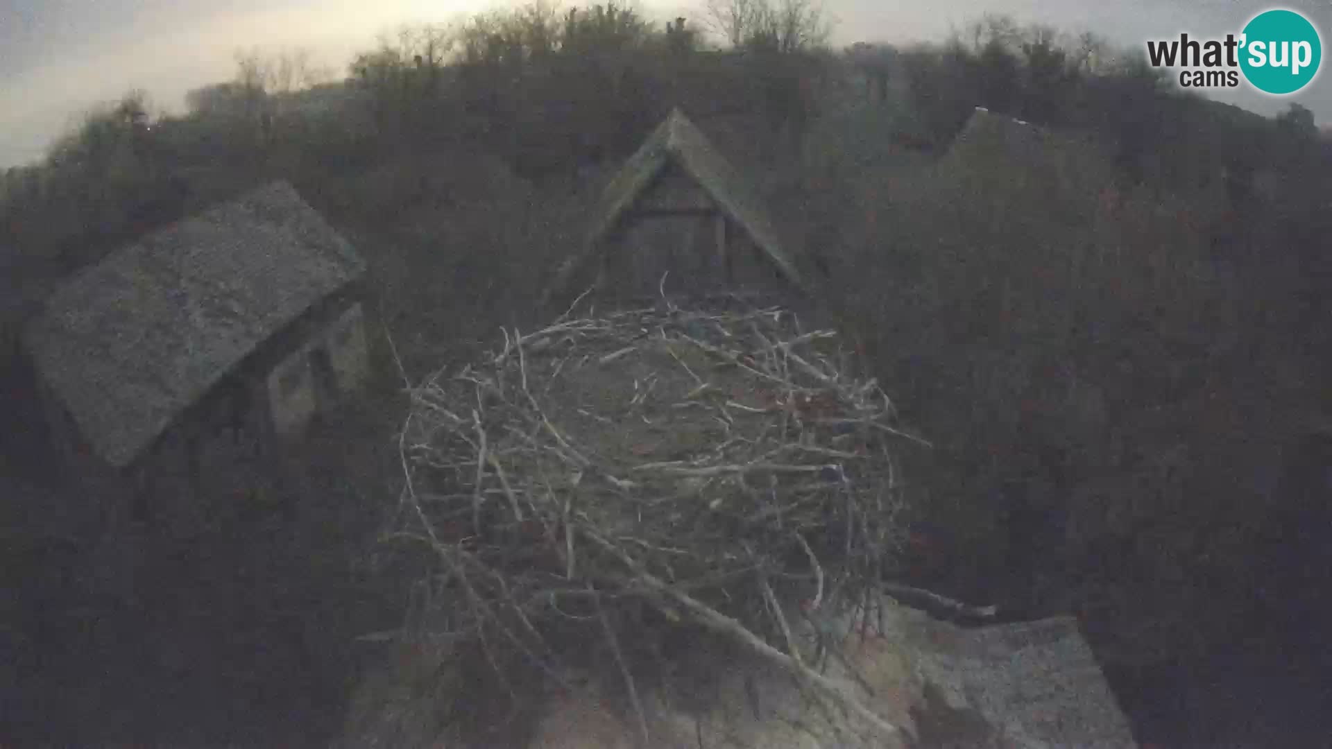 Pueblo europeo de cigüeñas camera en vivo Parque Natural Lonjsko polje