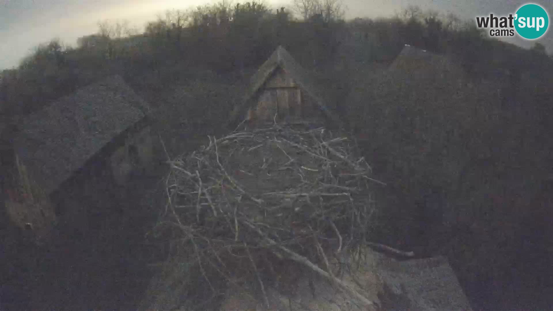 Pueblo europeo de cigüeñas camera en vivo Parque Natural Lonjsko polje