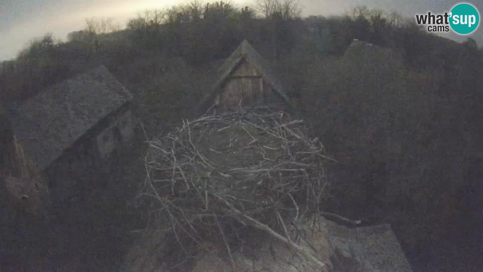 Villaggio delle cicogne europee webcam Parco naturale di Lonjsko polje