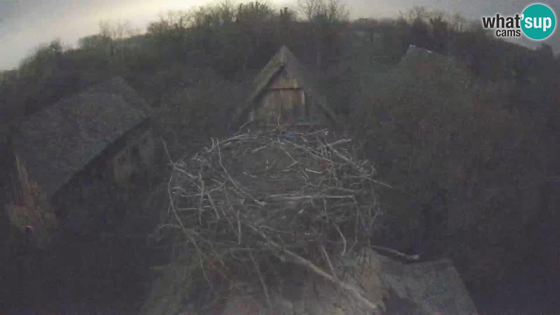 Pueblo europeo de cigüeñas camera en vivo Parque Natural Lonjsko polje