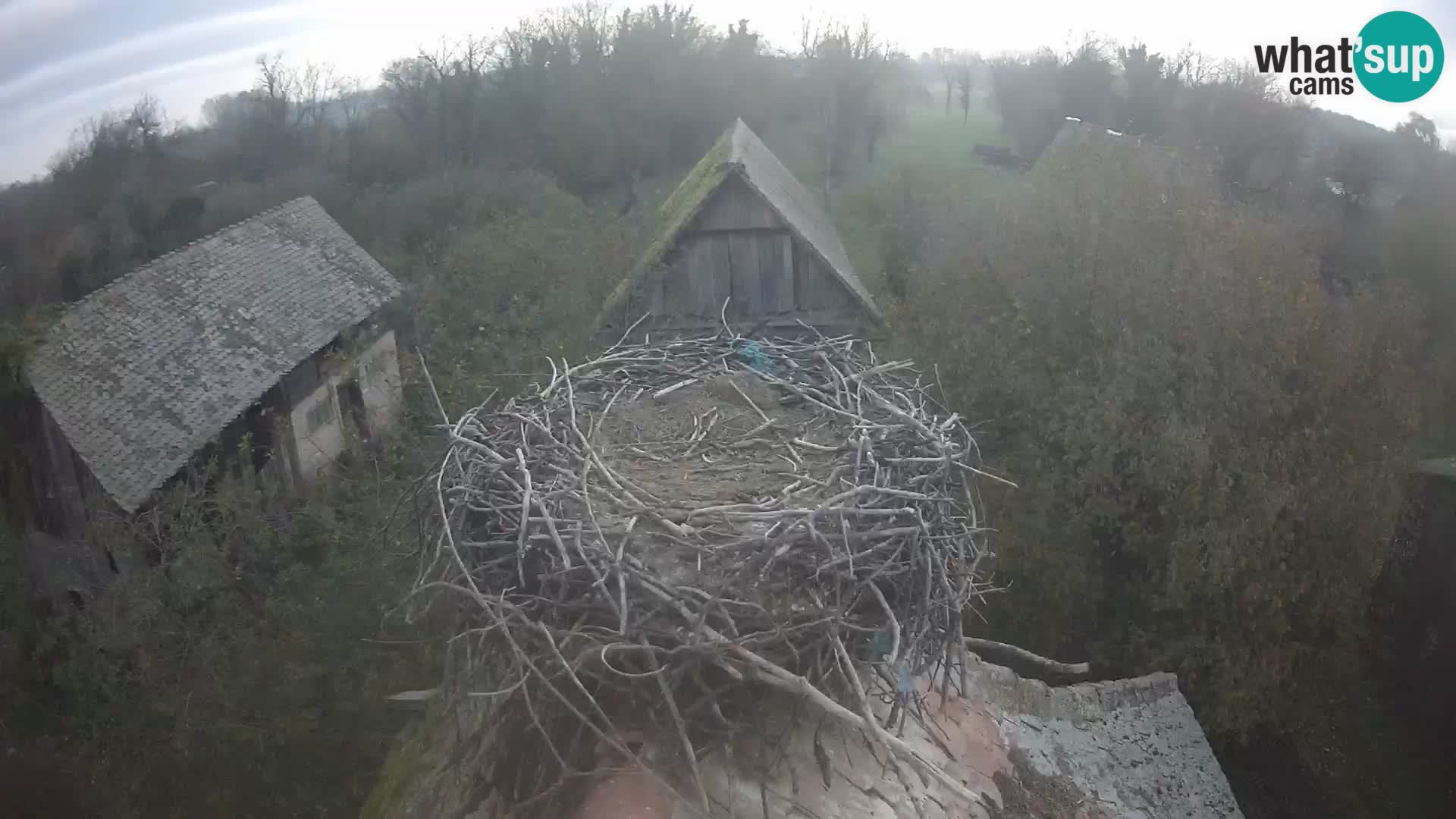 Pueblo europeo de cigüeñas camera en vivo Parque Natural Lonjsko polje