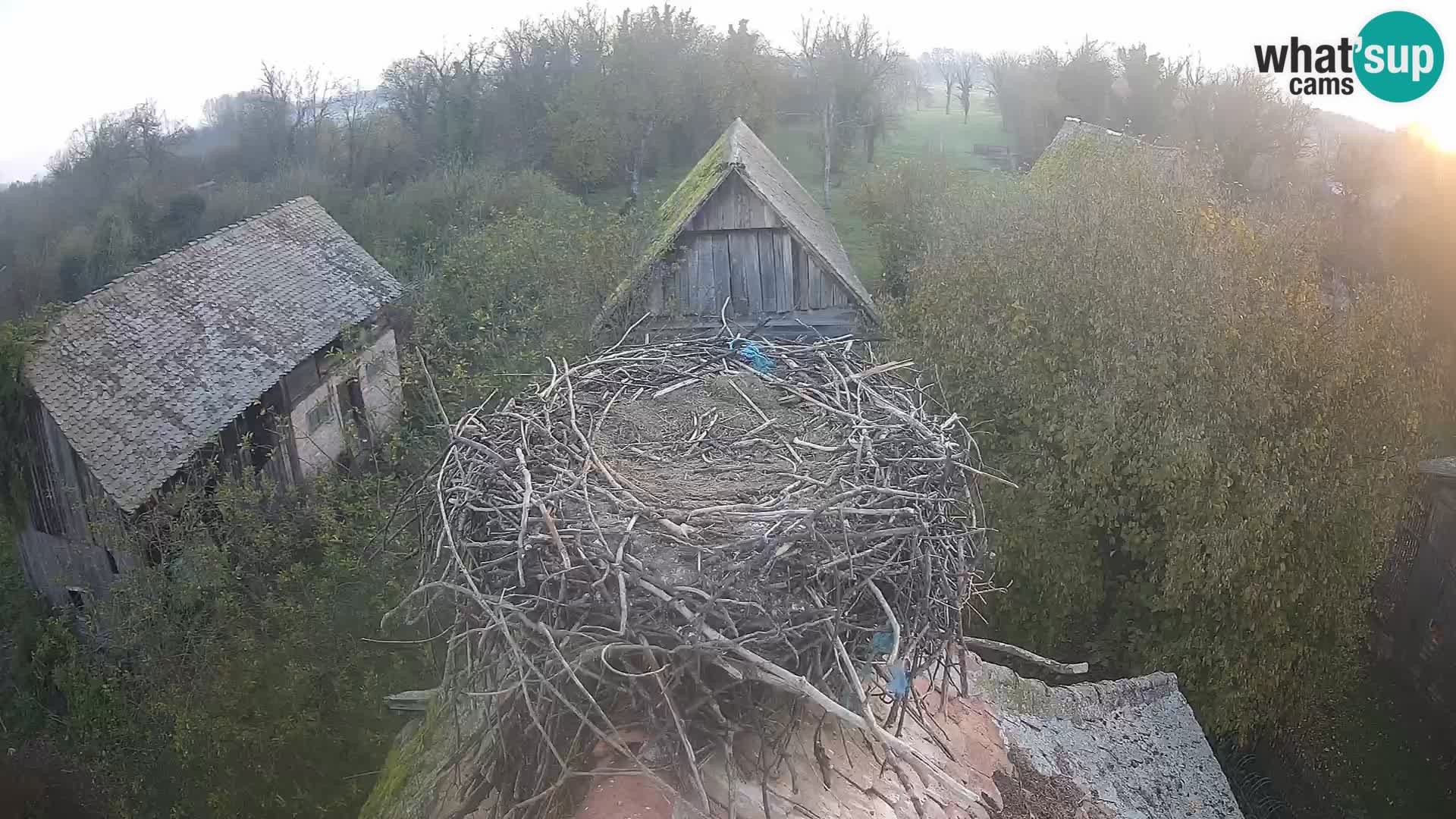 Webcam Europäisches Storchendorf – Naturpark Lonjsko polje