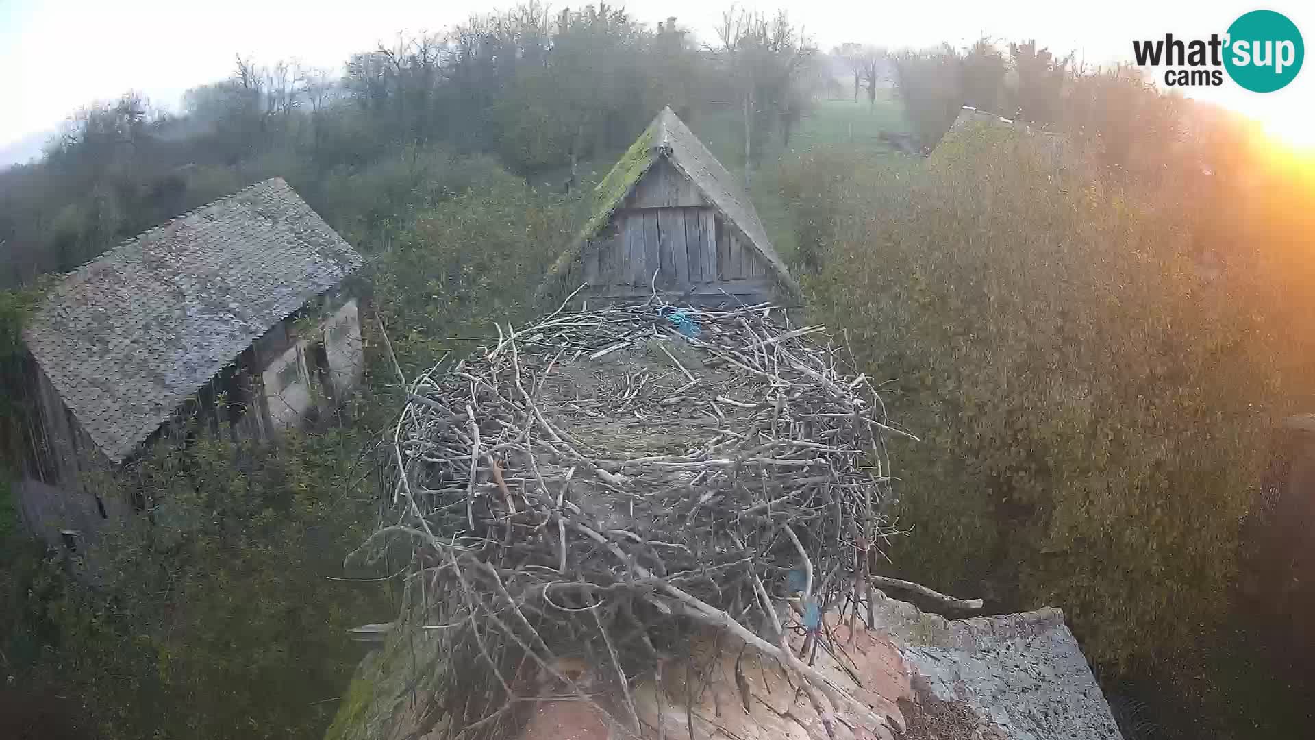 Webcam Europäisches Storchendorf – Naturpark Lonjsko polje