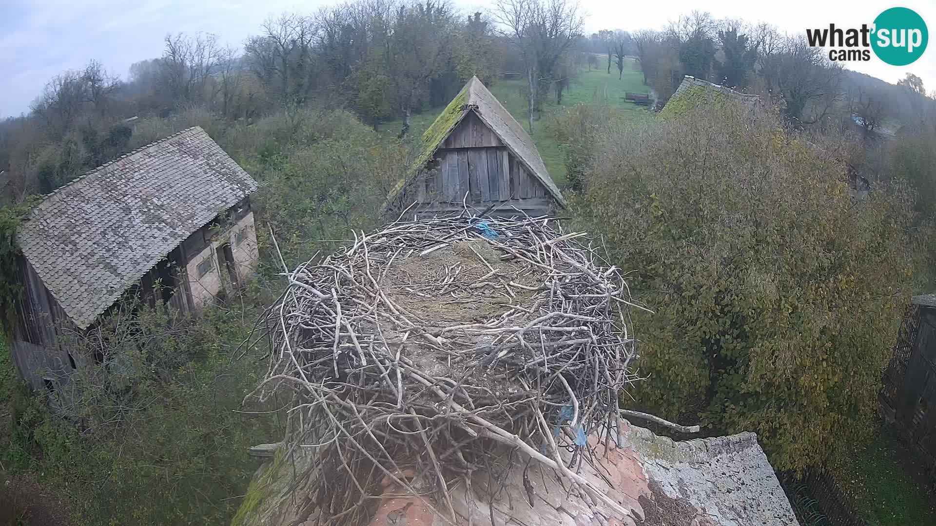 Pueblo europeo de cigüeñas camera en vivo Parque Natural Lonjsko polje