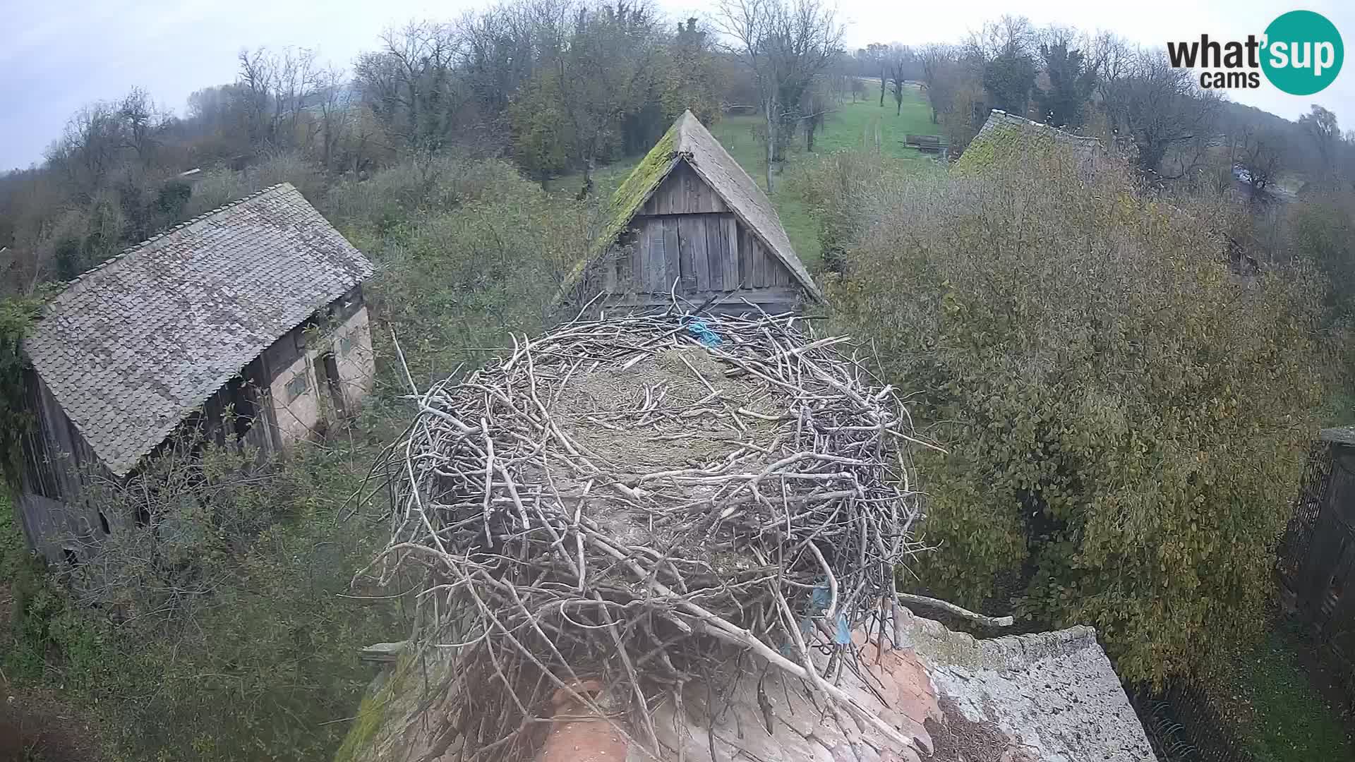 Webcam Europäisches Storchendorf – Naturpark Lonjsko polje